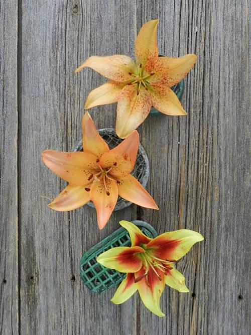 FALL MAGIC 2/3 BLOOM ASSORTED COLOR L.A. HYBRID LILIES